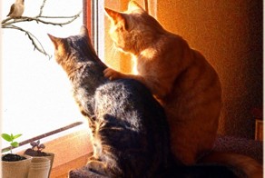 С праздником дорогие женщины!!!