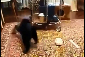 Маленький хищник жжет 