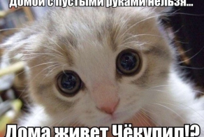 Кото-пост