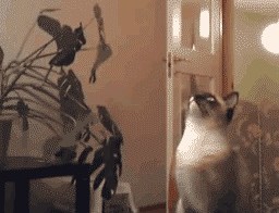 Прыжок в полсилы №2