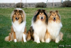 Вежливые Колли ждут приглашение на обед