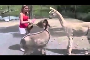 Осел влюбился