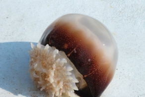 Самые красивые медузы в мире