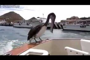 Шустрый пеликан 