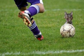 Гитлер и кот