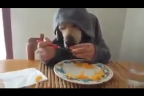 Возвращение челобаки=)