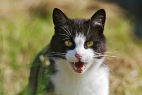 В США кот "взял в заложники" семью - злоумышленника обезвредила полици