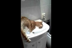Культурный кот