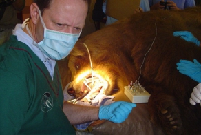 Бесстрашный ветеринар на просторах Африки