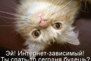 Позитивный кото-пост.