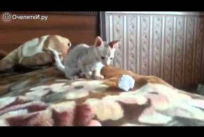 Вот такой энергичный котёнок 