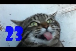 Смешные кошки. Выпуск #22 и Выпуск #23