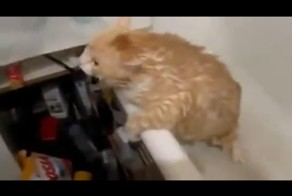 Толстый кот