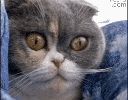 Взгляд котэ