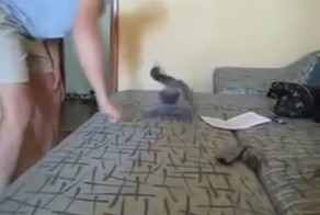 БыстроКот!