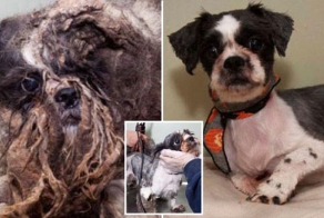 Спасение бездомного песика