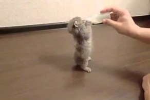 Котёнк пьет молочную смесь перед сном