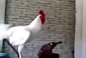 Петух смеется хохочет 