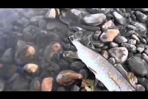 Уж пытается украсть щуку 