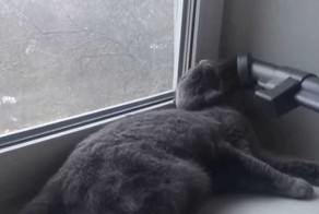 Ахриотважный котейка