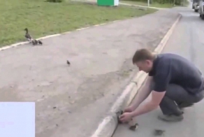 Спасение утят 