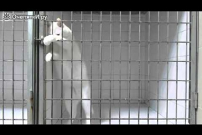 Смышлёный кот против клетки