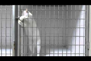 Кот знает как действовать