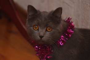 Упрямый Котэ