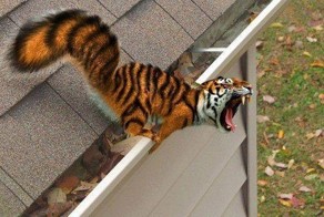 ФОТОШОП ЖИВОТНЫХ