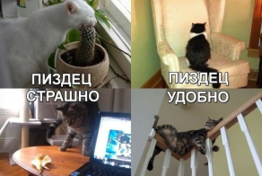 Веселые картинки