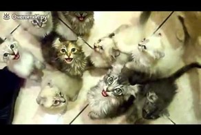 Один котёнок - хорошо...