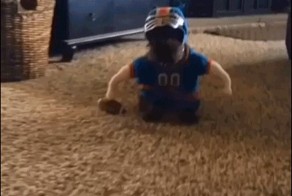 Костюм для собак