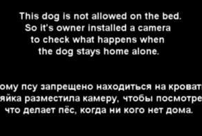 Псу запрещено запрыгивать на кровать Хозяйка установила скрытую камеру