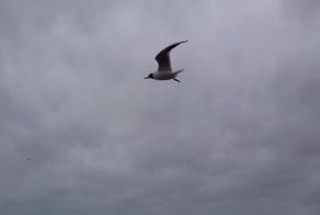 Штормовое в г.Светлогорск 15.03.2014