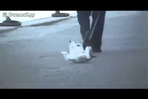 Самая ленивая собака на прогулке