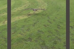 Сова летит за тобой!