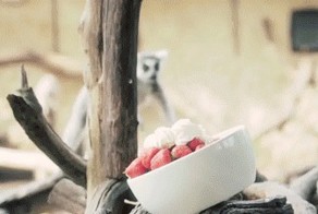 Лемуры и клубника со сливками