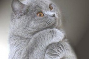 Пушистые объятия