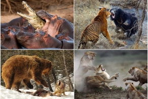 10 самых впечатляющих стычек животных
