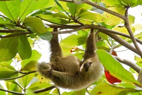 10 интересных фактов о ленивцах