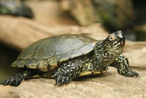 Кесарево сечение у черепахи