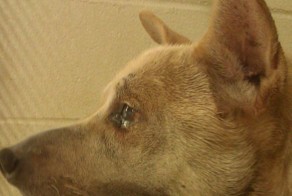 Хозяева довели собаку до рака щитовидной железы