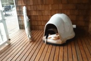 Архиватор для собак