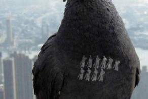 Повелитель голубей