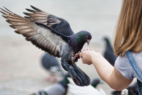 Почему жители городов никогда не видят птенцов голубей