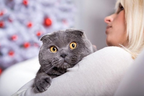 Что на самом деле означает поведение кошки 