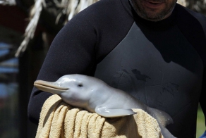 Спасение сироты 