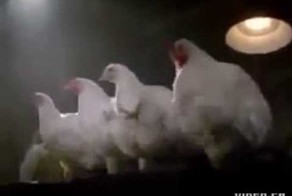 Танцующие курицы