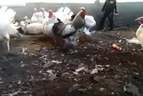 Мальчик напугал индюка