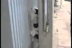 Собака залезла на забор
